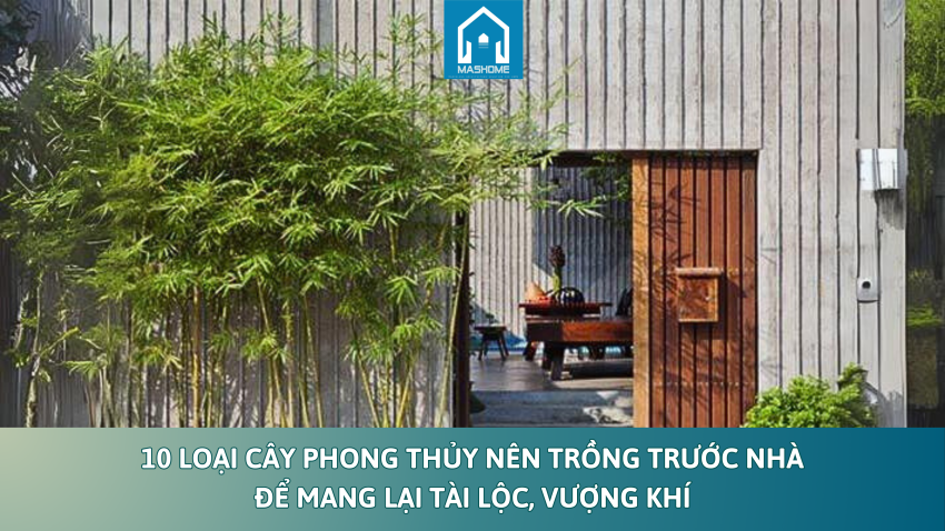 cây phong thủy nên trồng trước nhà