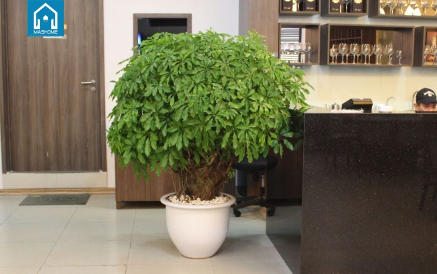 cây phong thủy nên trồng trước nhà