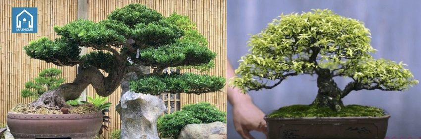 lựa chọn cây cảnh