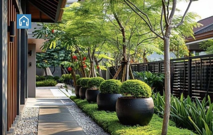 lựa chọn cây cảnh