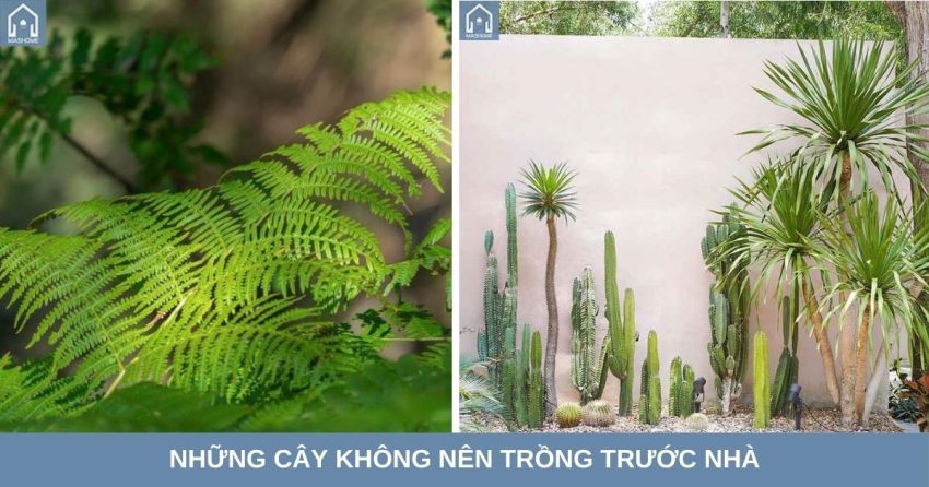 Những cây không nên trồng trước nhà