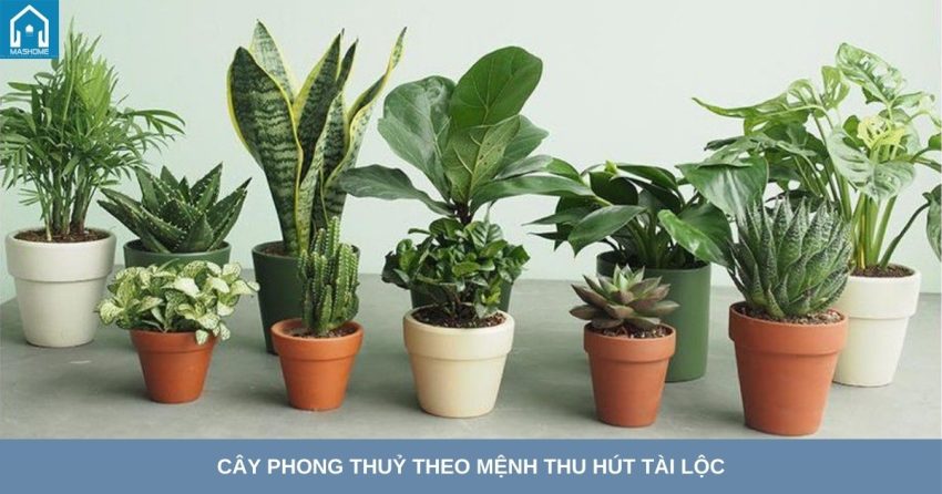 cay phong thuy